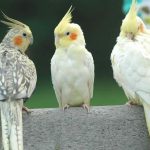 عروس هلندی مرواریدی