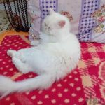 گربه پرشین اگزوتیک
