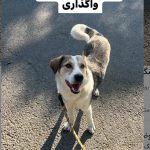 واگذاری سگ عقیم شده مهربان بازیگوش