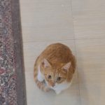 واگذاری گربه بالغ dsh