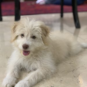 واگذاری توله اشپیتز تریر