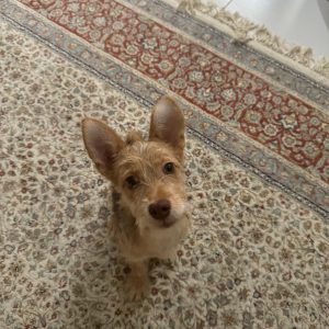 سگ نژاد اشپیز و تریل