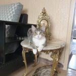 واگذاری میشا خانم
