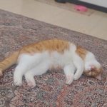واگذاری گربه بالغ dsh