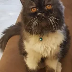 گربه پرشین زیبا