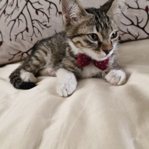 واگذاری گربه