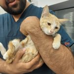 یک بچه گربه مهربون و قشنگ