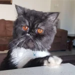 گربه پرشین زیبا