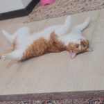 واگذاری گربه بالغ dsh