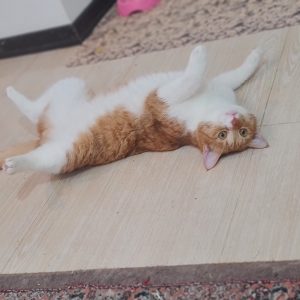 واگذاری گربه بالغ dsh
