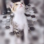 واکذاری بچه گربه