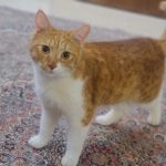 واگذاری گربه بالغ dsh