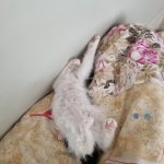 واگذاری بچه گربه