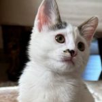 واگذاری بچه گربه مهربون و دستی