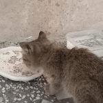 واگذاری بچه گربه