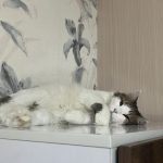 واگذاری یه پرنسس خوشگل🐈