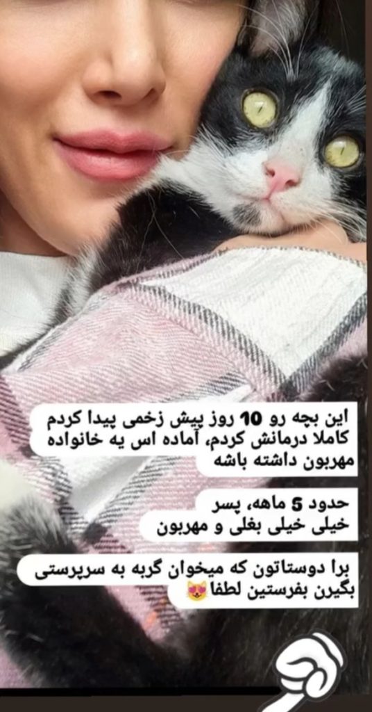 واگذاری گربه تاکسیدو DSH