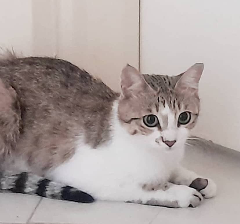 واگذاری گربه