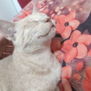 گربه ماده Dsh کرمی