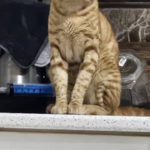 واگذاری گربه