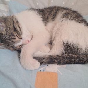 واگذاری گربه