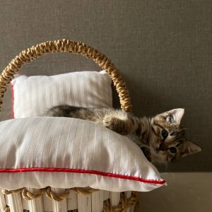 واگذاری گربه دوماهه