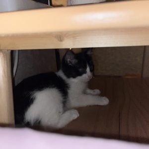 واگذاري بچه گربه تاكسيدو