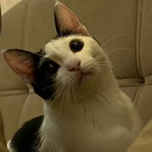 واگذاری گربه