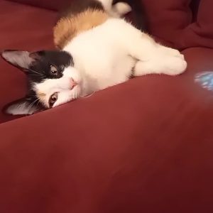 گربه dsh