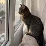 گربه دی اس اچ ببری