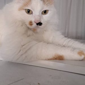 واگذاری گربه dsh