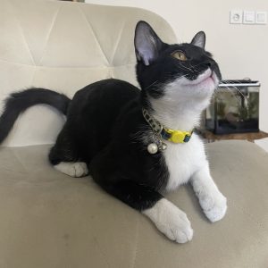 گربه ۵ ماهه تاکسیدو باهوش و شیطون