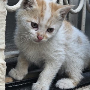 ۴ تا بچه گربه dsh دو ماهه