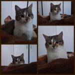 واگذاری گربه