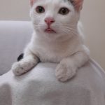 واگذاری گربه نر