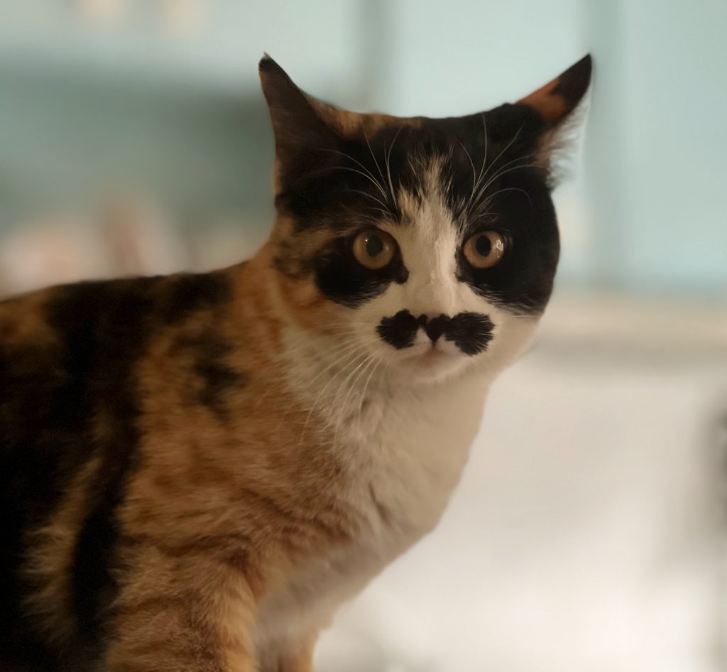 خانم کوچولو – گربه DSH ماده