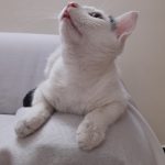 واگذاری گربه نر