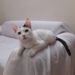 واگذاری گربه نر