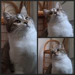 واگذاری گربه