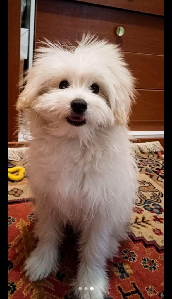 توله شیرانین(شیتزو پامر)