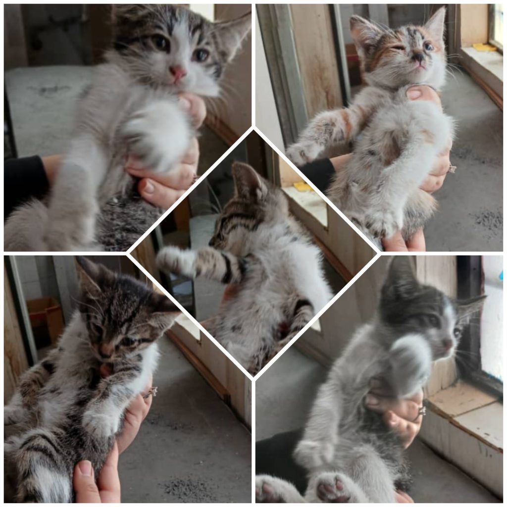 واگذاری بچه گربه 2ماهه