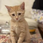 بچه گربه نارنجی