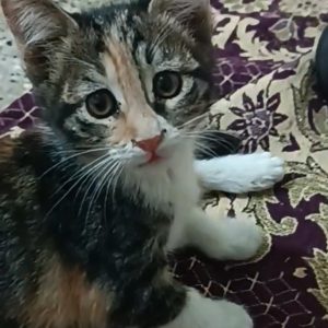 واگذاری دو بچه گربه