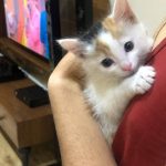 گربه ماده ۱ ماهه