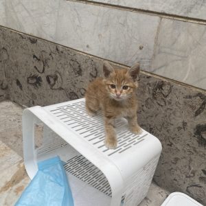 واگذرای گربه