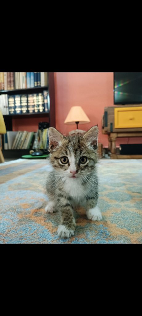 واگذاری رایگان بچه گربه