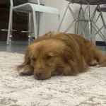 واگذاری سگ نژاد کوچک