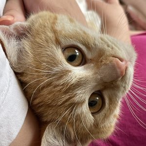 گربه نر سه ماهه بغلی و خرخری