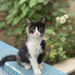 بچه گربه بازیگوش و بغلی