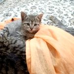 کمک کنید این پسر دو ماهه از تنهایی و آوارگی در بیاد .